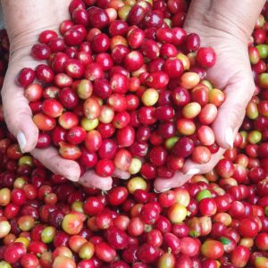 Projektspende: nachhaltiger Kaffee